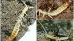 Cum să scapi de pitici într-o casă privată și în apartament